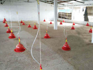 <span class=keywords><strong>Plasson</strong></span> abreuvoir de volaille automatique en forme de cloche à bas prix pour poussin - Product Image 6