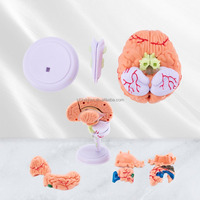 Modèle de cerveau humain miniature éducatif, en PVC, décomposable, avec 32 pièces amovibles pour les sciences médicales