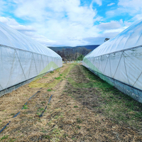 Serre tunnel monopente en PE, kit pré-découpé économique pour la culture prolongée des légumes et des tomates