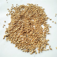 Fu Xiao Mai Herbal Cina Mentah AD Gandum Kering Terapung (Fructus Tritici Levis) untuk Teh & Kecantikan