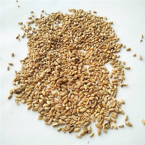 Fructus Tritici Levis/Frutos de Trigo Flotante/Trigo Ligero Secos de Hierbas Chinas Fu <span class=keywords><strong>Xiao</strong></span> <span class=keywords><strong>Mai</strong></span> en Venta - Product Image 2