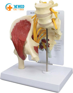 Modelo de Anatómica de la Mitad Inferior del <span class=keywords><strong>Cuerpo</strong></span> <span class=keywords><strong>Humano</strong></span> con Articulación de Cadera, Músculos, Nervios, Pelvis, Columna Vertebral y Protrusión de Disco Intervertebral, Yulin CE/ISO - Product Image 1