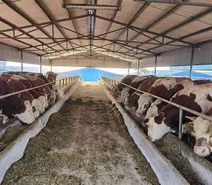 2024 Nova Colheita Orgânica Refeição De Soja Não-OGM Bolo Chinês Orgânico De Alta Qualidade Certificado para Gado De Cavalo Porco Outras Rações Animais - Product Image 3