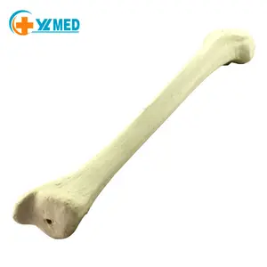 Chirurgia modello ortopedico dell'osso del femore modelli educativi di scienza medica che insegnano il modello osseo del femore