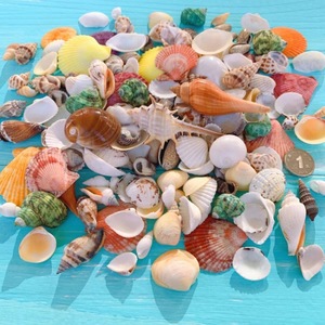 Natuurlijke schelpen, conchschelpen, zeesterren en aquariumdecoraties groothandel windgong DIY knutsels - Product Image 4
