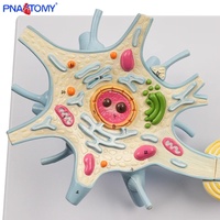 Modèle anatomique médical de la structure des neurones et des fibres neurales Modèle de neuroanatomie en plastique à 2 composants du système nerveux agrandi