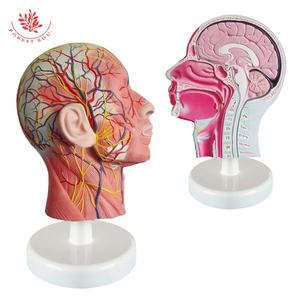 Modèle d'anatomie humaine Tête humaine avec système neurovasculaire et musculaire facial Modèle de crâne à demi-tête - Product Image 1