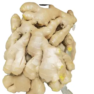 Fresh Dry jengibre Buy Dried Ginger Buyers For Wholesale China Ginger For Sale Cheap Price