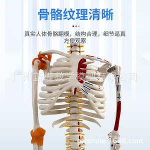 Modelo de Esqueleto Humano Completo de 85 cm con Estructura Musculoesquelética y Ligamentos, Columna Vertebral Desmontable, Cráneo Blanco para Yoga - Product Image 5