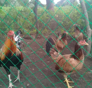 Poultry Chicken <strong>Wire</strong> <strong>Netting</strong> Chicken Net <strong>Plastic</strong> Chicken Fence Nets - Product Image 4