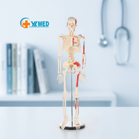 Instrumento de ciencia médica de tamaño real 1/2, modelo de esqueleto de cuerpo entero humano de 85cm con cardiovascular para demostración de enseñanza
