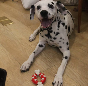 Vui không thường xuyên Xương Nhai đồ chơi cho vật nuôi khó khăn-to-cắn cao su bọc xương với răng mài làm bằng bền TPR Chất liệu - Product Image 5