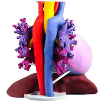Dongguan linghang-3d Pas Cher 3d En Plastique Impression pour Le Système Circulatoire Coeur 3D modèle Service
