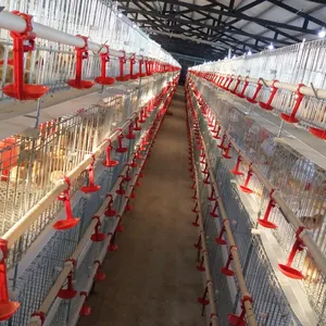 Gevogelte Apparatuur Farm H Type Vleeskuikens Kippenhok Voor Verkoop