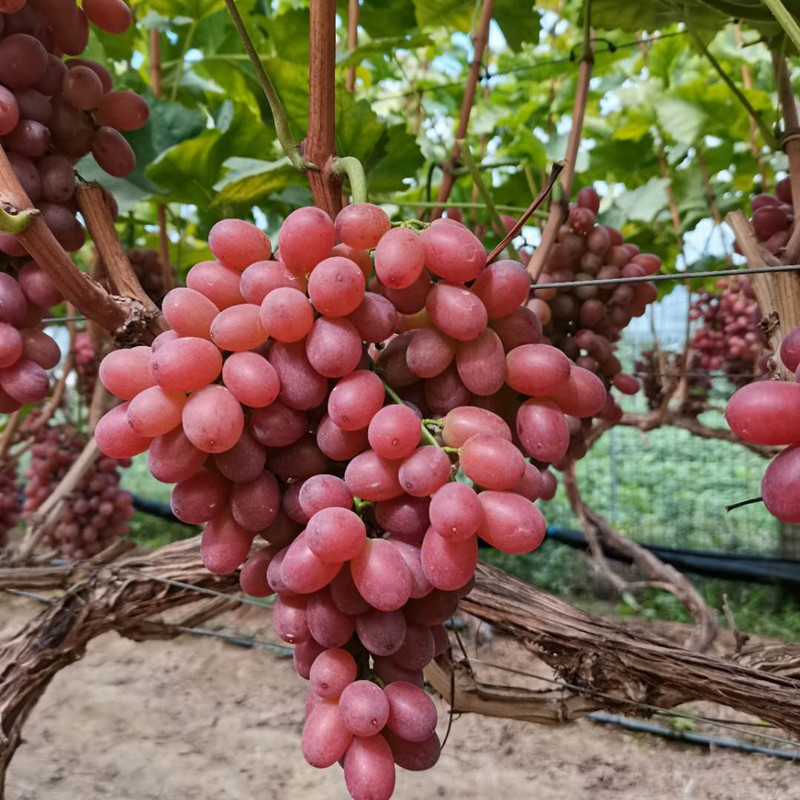 عنب كروي أحمر طازج عنب أحمر صيني عنب كروي أحمر