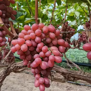 신선한 레드 글로브 포도 중국 레드 포도 레드 글로브 포도