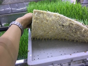 Lyine mesin <span class=keywords><strong>Fodder</strong></span> vertikal sistem penumbuh hidroponik otomatis 50kg/hari untuk pakan hewan - Product Image 4