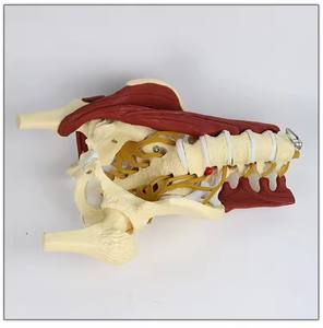 แบบจำลองกระดูกสันหลังส่วนเอวพร้อมเส้นประสาท แสดงจุดเริ่มต้นและจุดสิ้นสุดของเส้นประสาท กระดูกโครงกระดูกมนุษย์ กล้ามเนื้อ กระดูกเชิงกราน กระดูกสันหลังส่วนเอว - Product Image 3