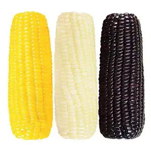 Factory Wholesale Price Superior Quality Best Selling Natural Yellow Color Fresh Sweet Corn