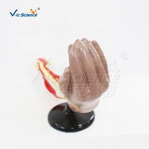 Codo Articulación Movimiento Modelo <span class=keywords><strong>Esqueleto</strong></span> Modelo <span class=keywords><strong>Huesos</strong></span> <span class=keywords><strong>Esqueleto</strong></span> <span class=keywords><strong>Humano</strong></span> Piezas - Product Image 6