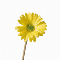 Fleur de marguerite artificielle réaliste faite à la main, couleur blanche, branche unique en PU, pour décoration intérieure, très vendue, Thanksgiving, A-326