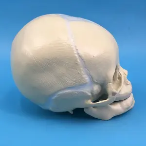 인간 태아 두개골 해부학 모델 아기 두개골 모델 - Product Image 4