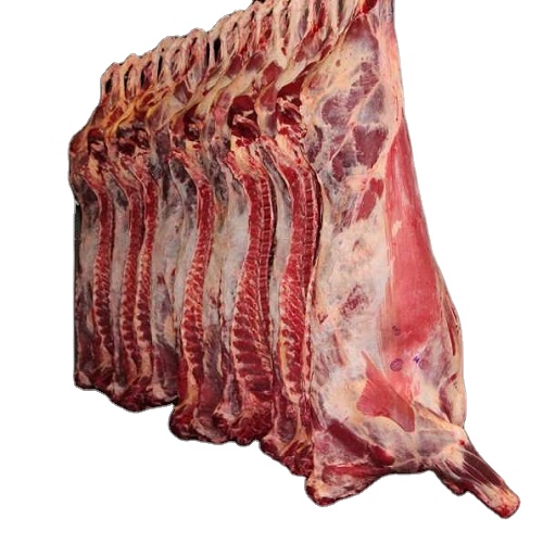 Premium Qualitt elefanten fleisch fr Geschftskunden weltweit