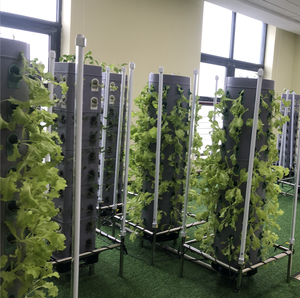 Cubos de Espuma Fenólica Root Riot, Esponjas Agrícolas Hidropónicas, Alto Espacio de Poros, Tamaño Pequeño, Medios de Cultivo para Microgreens, Compresivos - Product Image 3