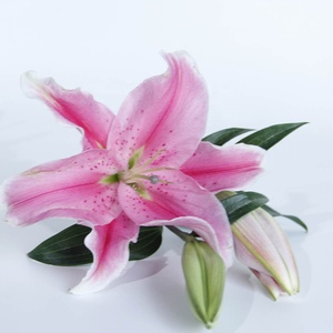 Flores de corte fresco de China, lirio Natural Real de <span class=keywords><strong>Lilium</strong></span> Sorbonne para decoración de boda, venta al por mayor - Product Image 3