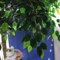 Bon marché Prix Naturel Real Touch Banyan Arbres Grand Ficus Décoratif En Plastique Arbre Hôtel Intérieur Église Décoratif