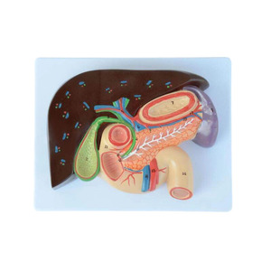 Modelo de enseñanza de anatomía del páncreas visceral, bazo, hígado, vesícula biliar en productos de ciencia médica plástica - Product Image 6