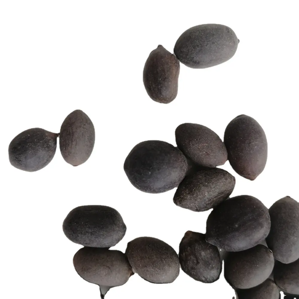 Graines de Lotus noires naturelles, 5 pièces, graines de fleur de Lotus noir naturel de haute qualité