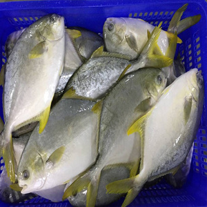 Congelados toda de oro redondo Pompano <span class=keywords><strong>Trachinotus</strong></span> <span class=keywords><strong>Ovatus</strong></span> para venta - Product Image 1