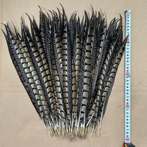 Plumas de Faisán Lady Amherst de 35-40cm al por Mayor, Plumas Naturales para Decoración de Fiestas de Carnaval, Centros de Mesa - Product Image 3