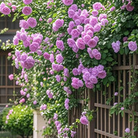 Variété de rose grimpante originale, complète et facile à cultiver