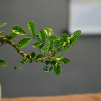 Bonsaï d'Osmanthus à petites feuilles en soie fait main, parfumé, moderne, plantes d'intérieur pour bureau et étude, longue durée de vie (3-5 ans), toutes saisons