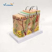 Modelo de Anatomía de Piel Humana Ampliado 70 Veces, Modelo 3D de Sección de Piel con Cabello y Estructura de Tejidos para Enseñanza Médica