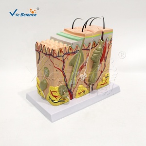 Modèle d'agrandissement de l'anatomie cutanée médicale / 70x, montre la structure des structures cutanées, couches détachables, pour l'enseignement - Product Image 6