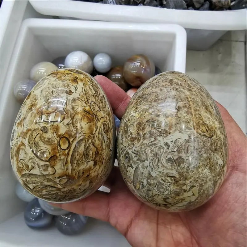 Huevos de Piedra Fósil de cristal de cuarzo, huesos de dinosaurio pulidos naturales, venta al por mayor