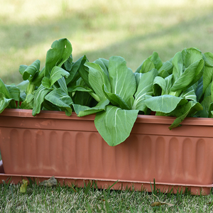 Jardinière <span class=keywords><strong>rectangulaire</strong></span> en <span class=keywords><strong>plastique</strong></span> pour pépinière de jardin à prix abordable - Product Image 4