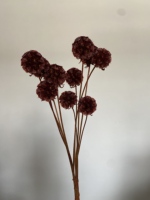 Bunga Kering Bentuk Bola Grosir, Bunga Buah-buahan, Bunga Scabiosa Atropurpurea, Pristimera, Bunga Zante yang Diawetkan
