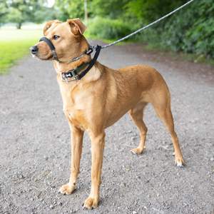 Laisse réglable en forme <span class=keywords><strong>de</strong></span> 8 pour chien, anti-traction, avec poignée rembourrée et support nasal pour chiens <span class=keywords><strong>de</strong></span> grande et moyenne taille - Product Image 3