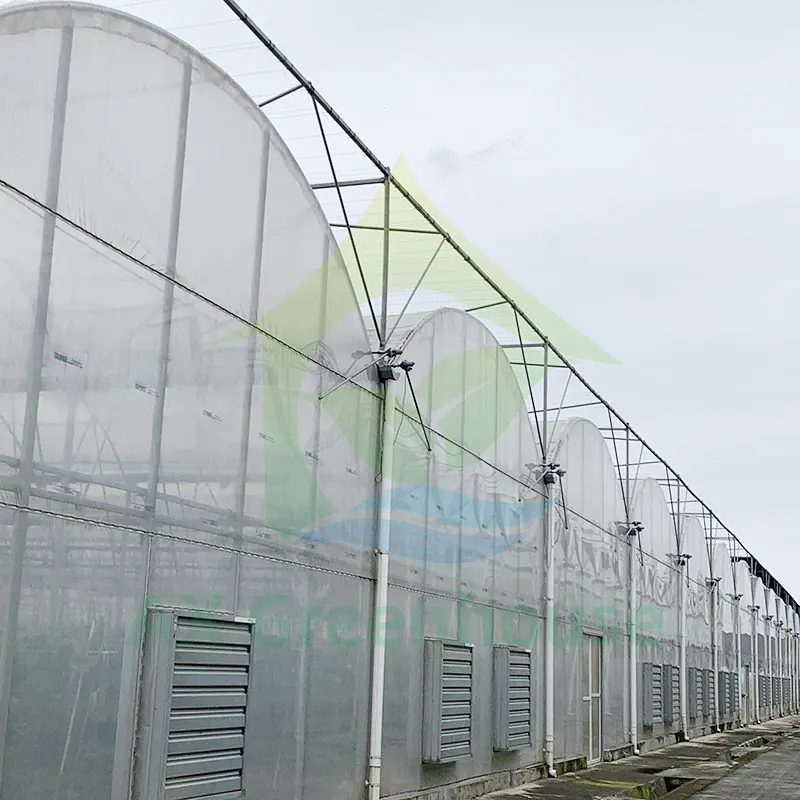 Commercial Wind Resistant Hot Dip Galvanized Frame Structure PE Plastic Film Greenhouse Planting Agricultural Crops