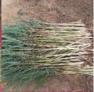 ใบตะไคร้แห้ง (ขนาดตัดสำหรับชงชา) คุณภาพดีที่สุด ผลิตจากธรรมชาติ จำหน่ายจำนวนมาก - Product Image 5