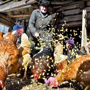 Frango Chapéus para Galinhas Pequenos Animais de Estimação Pássaro Engraçado Halloween Acessórios Feather <span class=keywords><strong>Top</strong></span> <span class=keywords><strong>Hat</strong></span> com Ajustável Elastic Chin Strap Rooster - Product Image 6