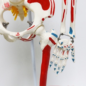 แบบจำลองกายวิภาคของมนุษย์ยืดหยุ่นสูง85ซม. แบบแขวน FRT010โครงกระดูก<span class=keywords><strong>กล้าม</strong></span><span class=keywords><strong>เนื้อ</strong></span>ครึ่งด้านฟังก์ชันการศึกษาแบบจำลองกายวิภาคศาสตร์ - Product Image 4