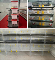 Ferme avicole automatique galvanisé poulet de chair batterie H Type jour vieux bébé poussins élevage couveuse Cage pour ferme nigériane