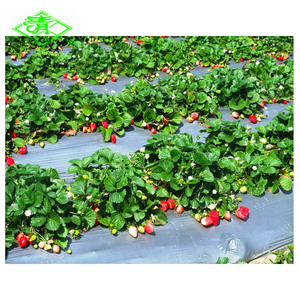 Kunden spezifische landwirtschaft liche Kunststoff-Mulch folie PE-Kunststoff-Mulch rollen für Gemüse - Product Image 4