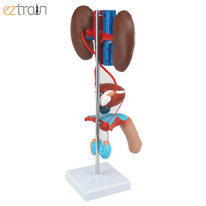 Mô hình hệ thống sinh dục nam Mô hình hệ thống tiết niệu của con người thận bàng quang dương vật tinh hoàn Mô hình giải phẫu - Product Image 5