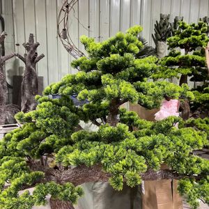Wholesale Office Decoration and Outdoor Artificial Banyan <strong>Tree</strong> Decor Plastic Pine Landscaping Welcoming Pine <strong>Trees</strong> - Product Image 2